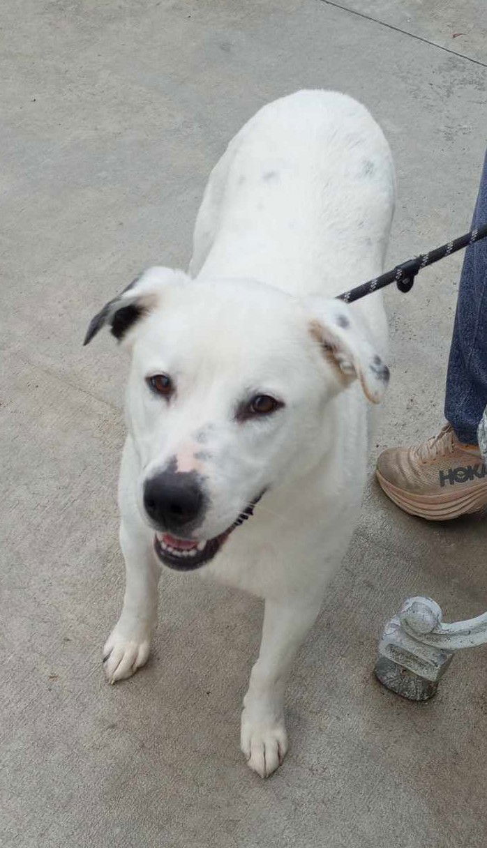 Parker, an adoptable Dalmatian, Great Pyrenees in Frenchburg, KY, 40316 | Photo Image 3