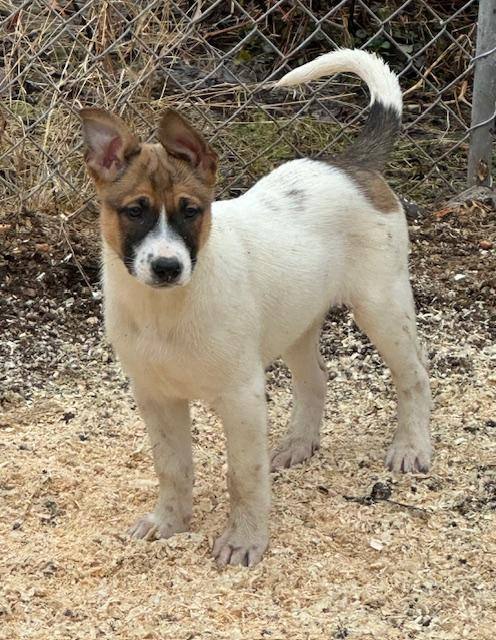 Cattle dog malinois sales mix