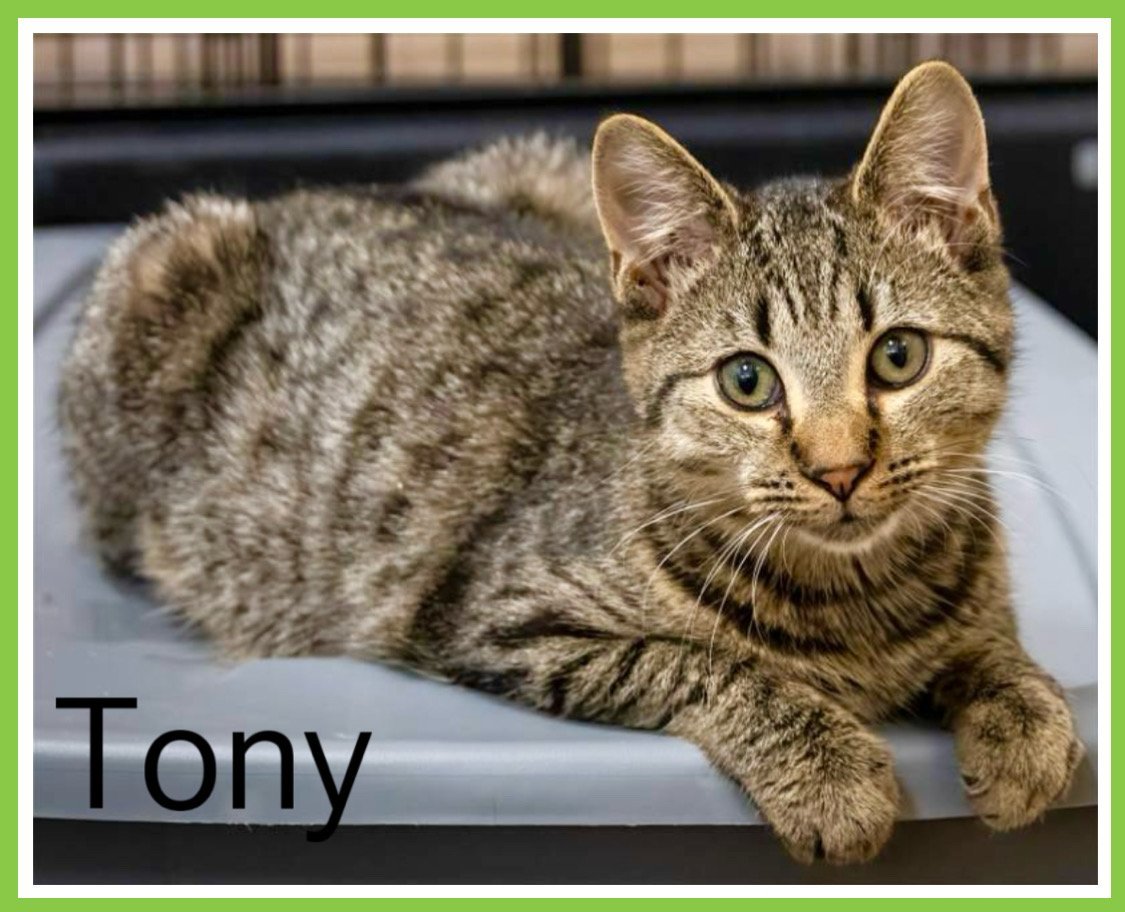 Tony (FCID# 10/23/2023 - 95) KDC