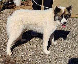 Blaze is a 10 month male CollieHusky mix about 40 lbs He is neutered and vaccinated He was dumped