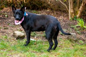 Im Onyx a delightful German ShepherdAustralian Kelpie mix with a heart of gold and a zest for lif