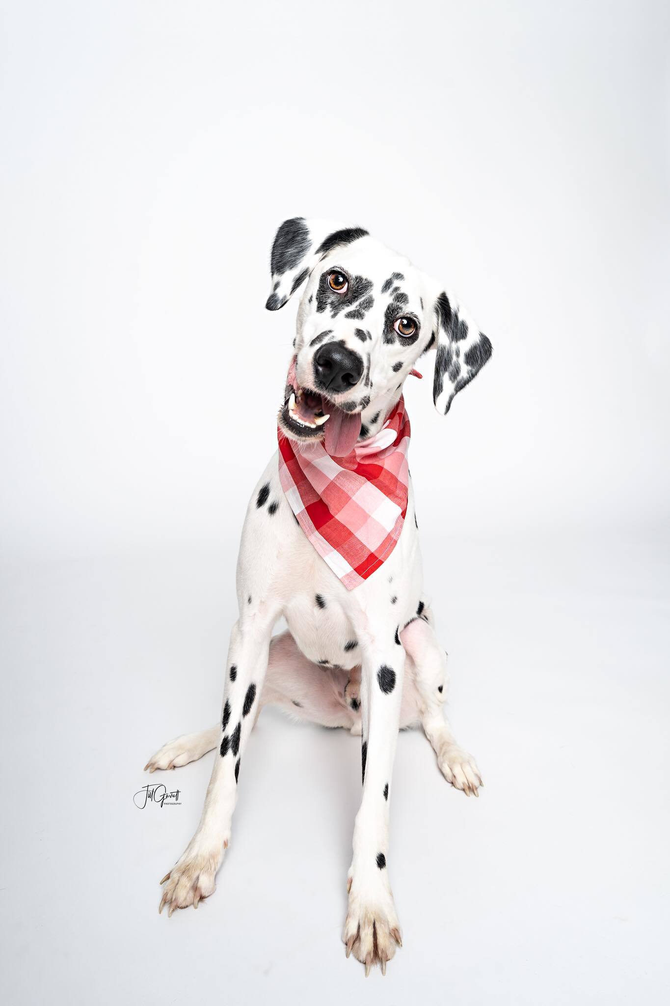 Walker A, an adoptable Dalmatian in Colorado Springs, CO, 80918 | Photo Image 1