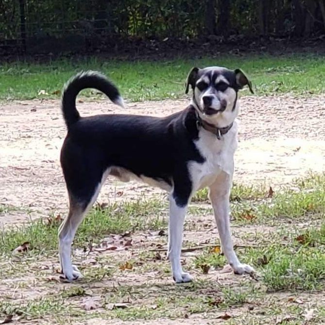 Akita and hot sale beagle mix