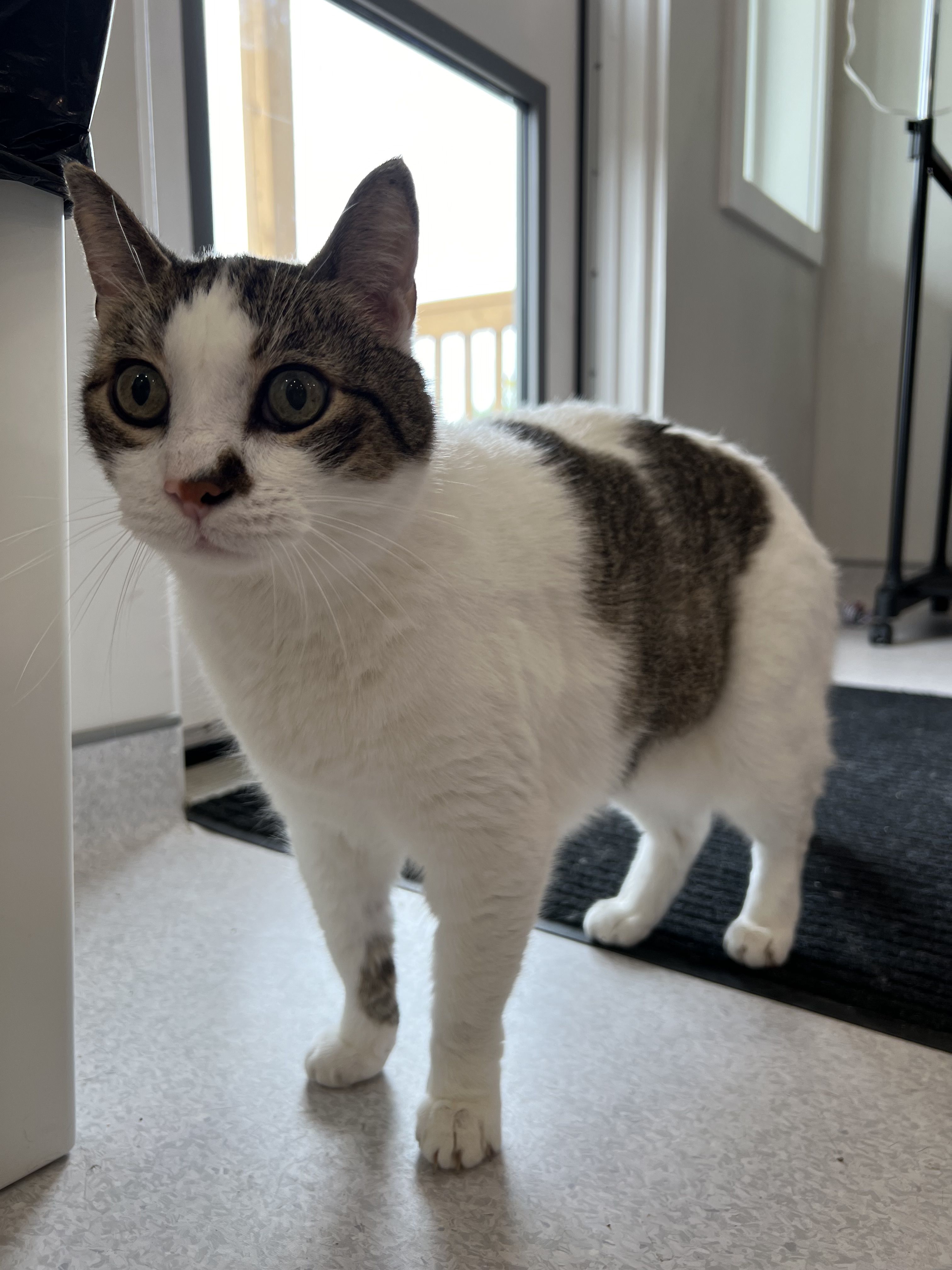 Saffie, an adoptable Domestic Short Hair in Steinbach, MB, R5G 2B2 | Photo Image 6