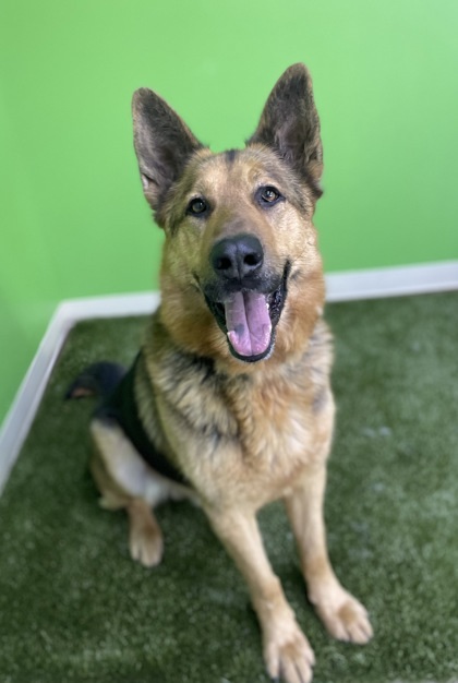 Apollo, an adoptable German Shepherd Dog, Mixed Breed in Wenatchee, WA, 98807 | Photo Image 2