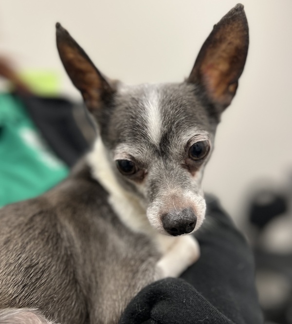 Dog for adoption Capone, a Chihuahua Mix in Sheboygan, WI Petfinder