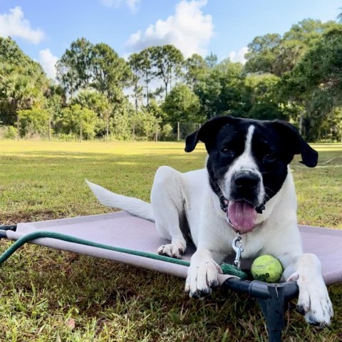 Great pyrenees best sale pointer mix