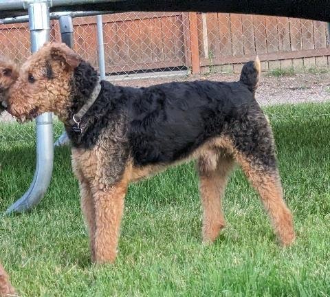Stanley, an adoptable Airedale Terrier in Salem, OR, 97302 | Photo Image 1