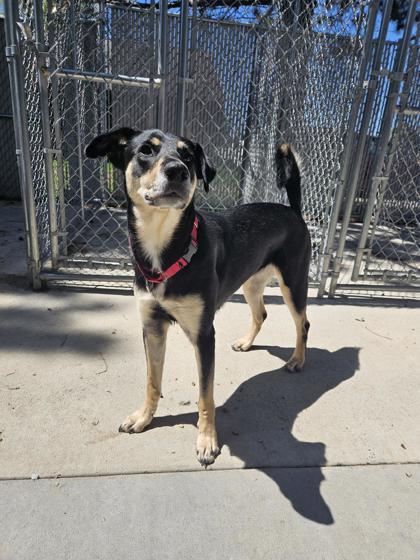 Cookie Crunch (Looking For Foster), an adoptable Mixed Breed in Rhinelander, WI, 54501 | Photo Image 1