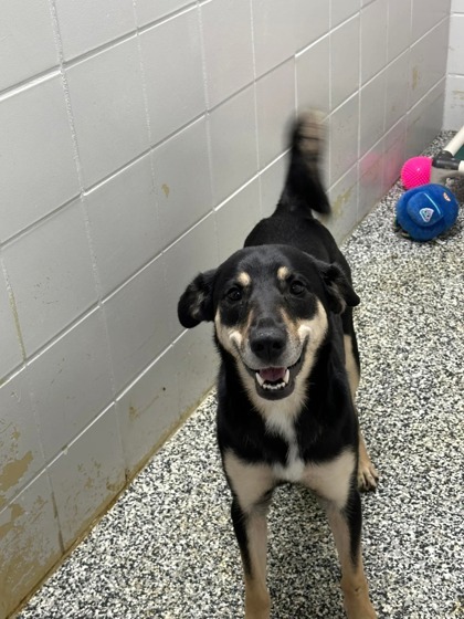 Cookie Crunch (sponsored), an adoptable Mixed Breed in Rhinelander, WI, 54501 | Photo Image 3