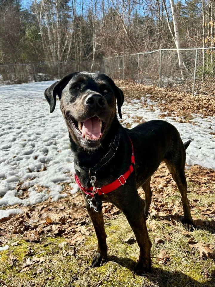 Scooby *HERE IN NH*, an adoptable Mixed Breed in Northwood, NH_image-1