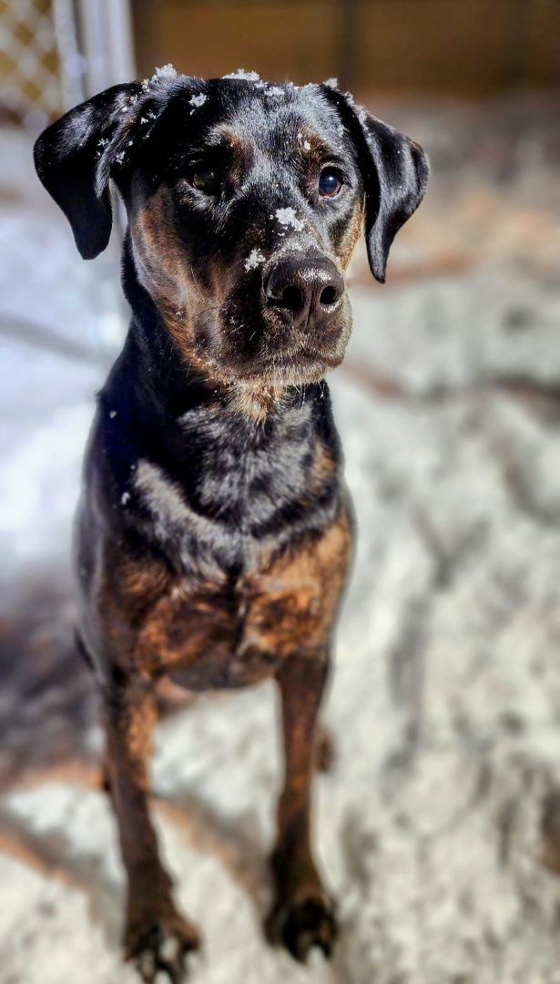 Scooby *HERE IN NH*, an adoptable Mixed Breed in Northwood, NH_image-4