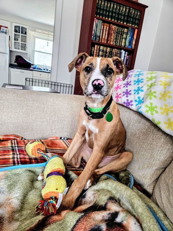 Bruno *HERE IN NH*, an adoptable Mixed Breed in Northwood, NH_image-2