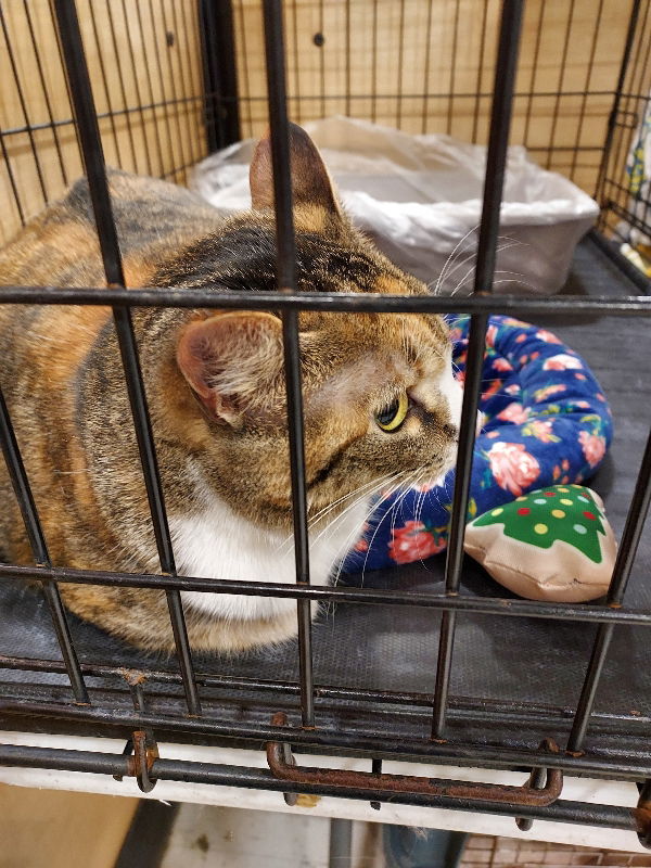 MacKenzie, an adoptable Calico in Pineville, LA, 71361 | Photo Image 1