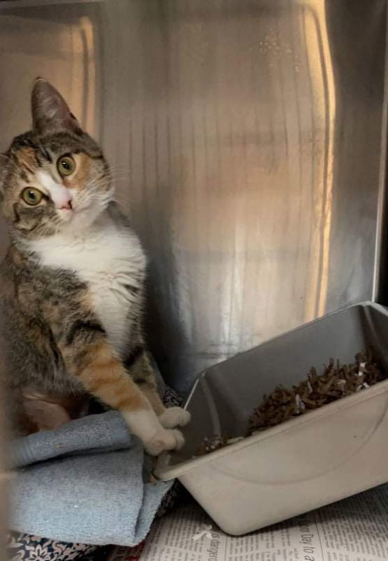 MacKenzie, an adoptable Calico in Pineville, LA, 71361 | Photo Image 3