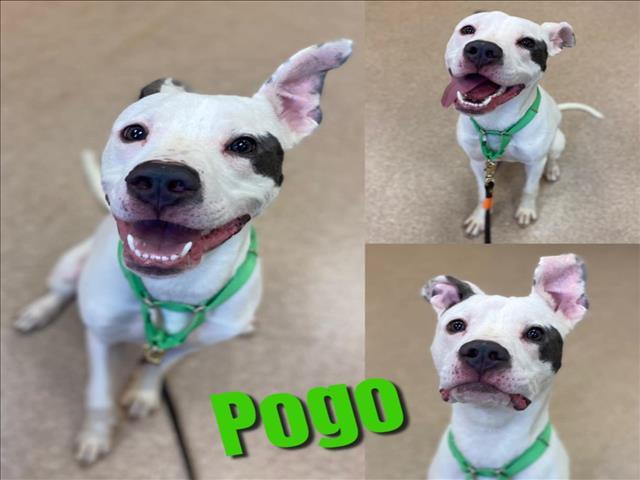 POGO, an adoptable Pit Bull Terrier, Mixed Breed in Saginaw, MI, 48602 | Photo Image 1