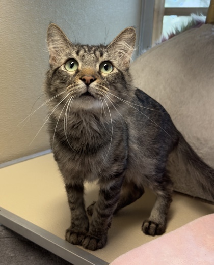 Pine, an adoptable Domestic Short Hair in Leander, TX, 78641 | Photo Image 1