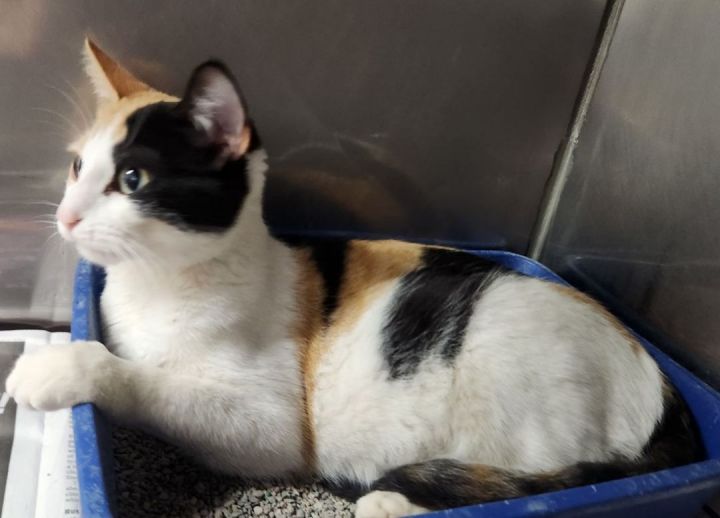 Cat for adoption - STELLA, a Calico in Claremore, OK | Petfinder