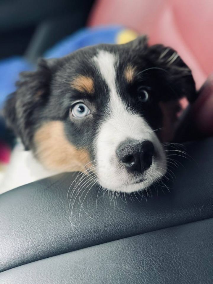 Mini australian 2025 shepherd petfinder