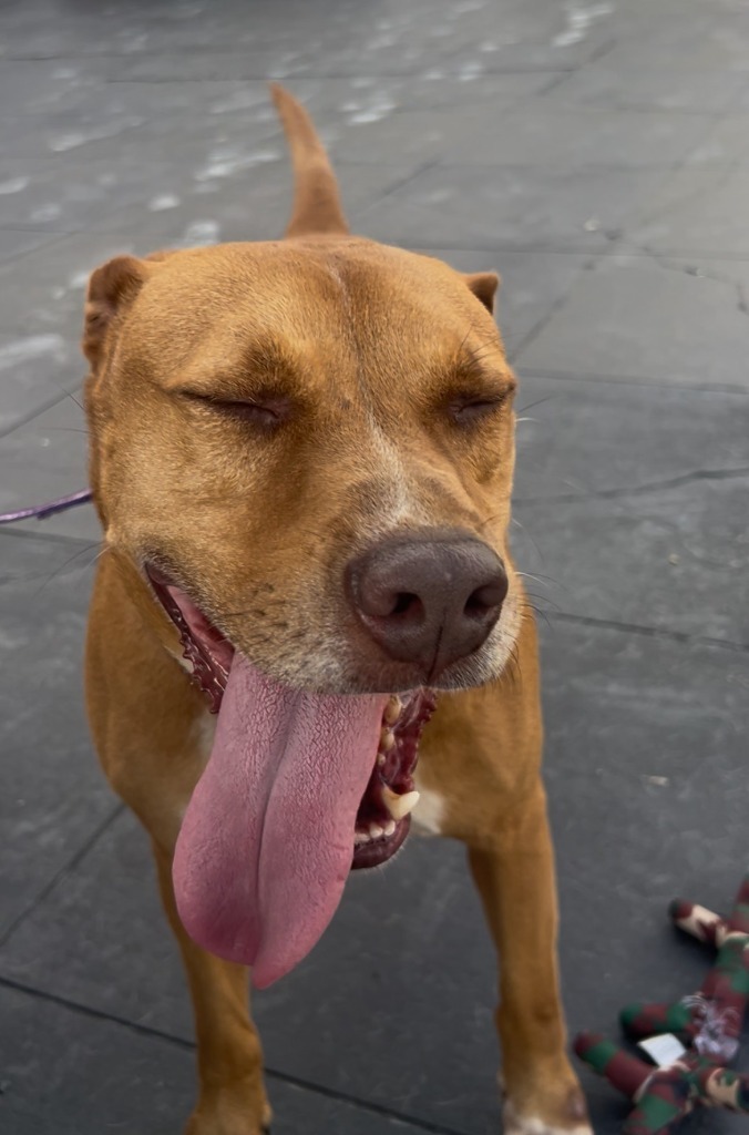 BO, an adoptable American Bulldog, Hound in Marianna, FL, 32447 | Photo Image 1