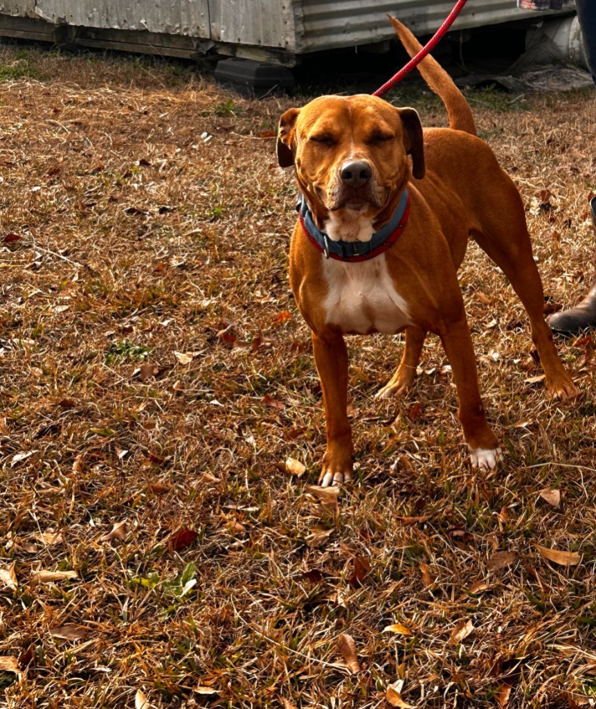 BO, an adoptable American Bulldog, Hound in Marianna, FL, 32447 | Photo Image 2