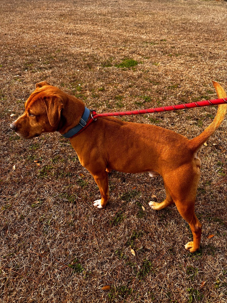 BO, an adoptable Hound in Marianna, FL, 32447 | Photo Image 3