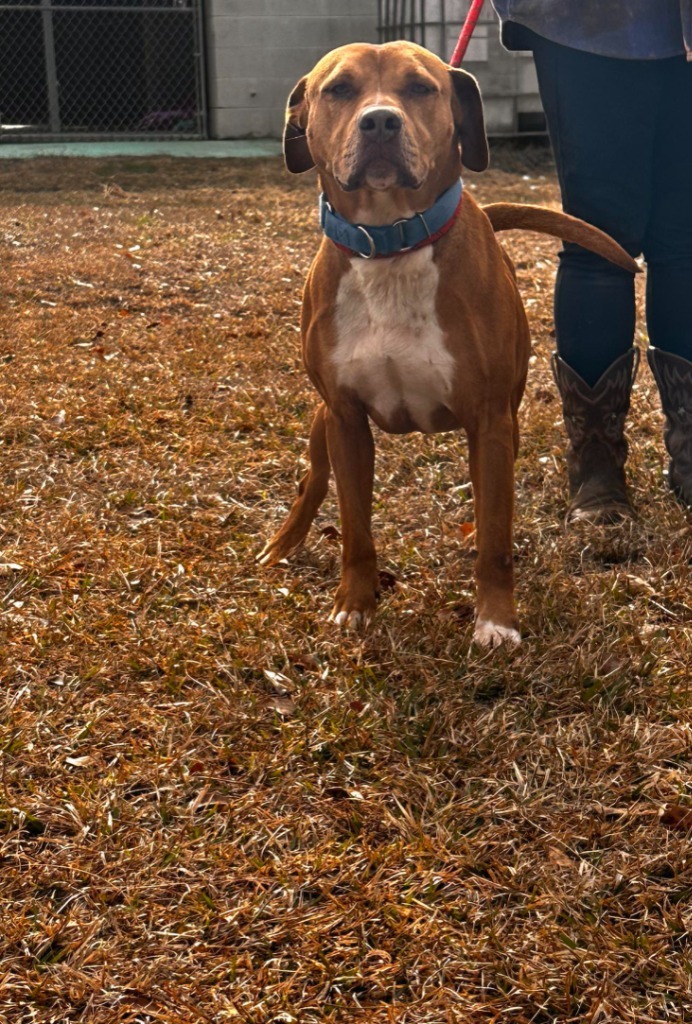 BO, an adoptable American Bulldog, Hound in Marianna, FL, 32447 | Photo Image 3