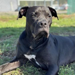 -Personality Nala is a sweet girl who loves to cuddle She loves being lazy es