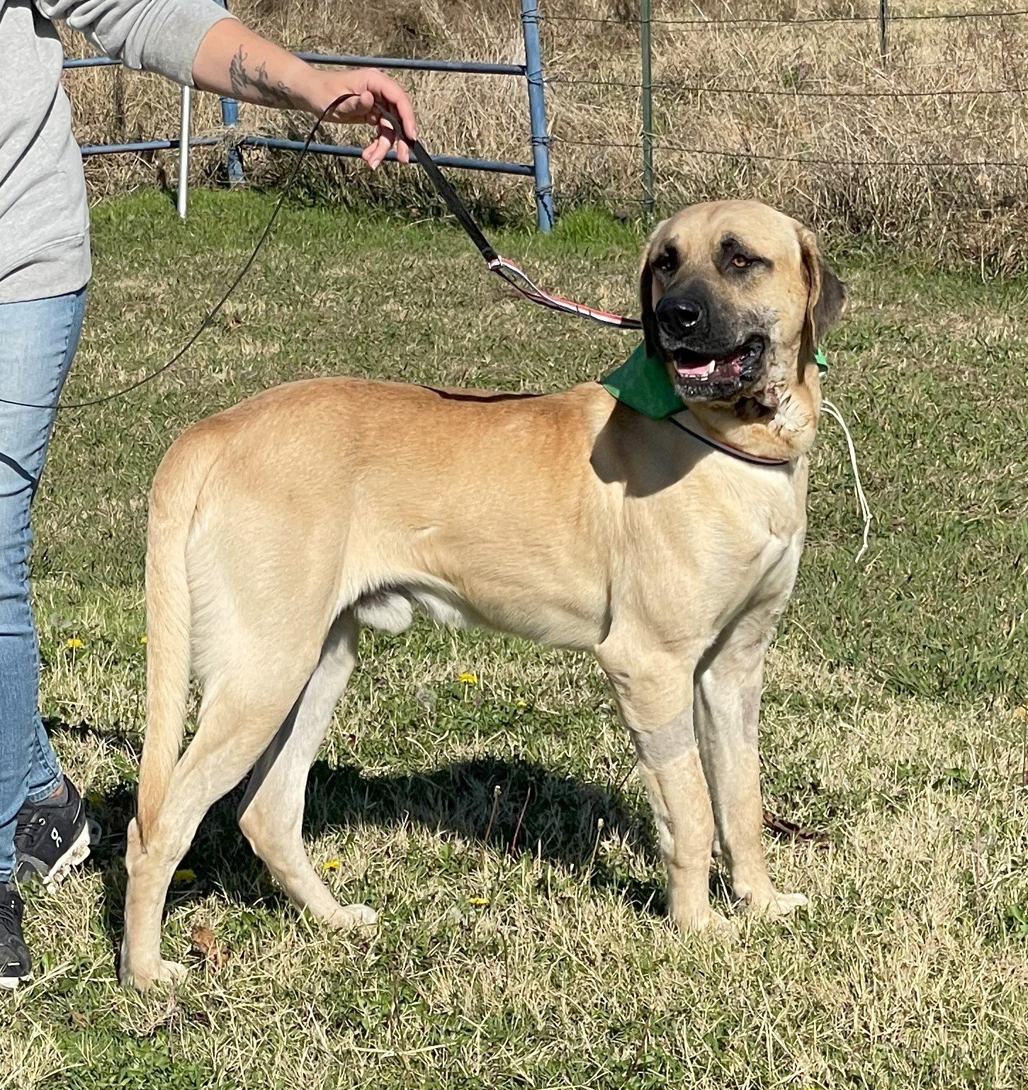 Bruno, an adoptable Boerboel in Whitewright, TX, 75491 | Photo Image 1