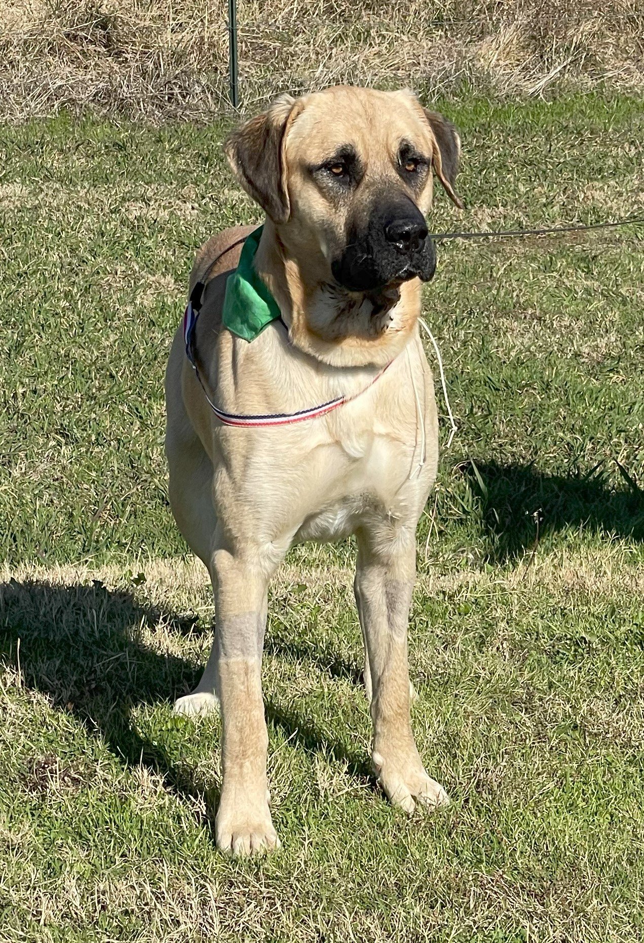 Bruno, an adoptable Boerboel in Whitewright, TX, 75491 | Photo Image 2