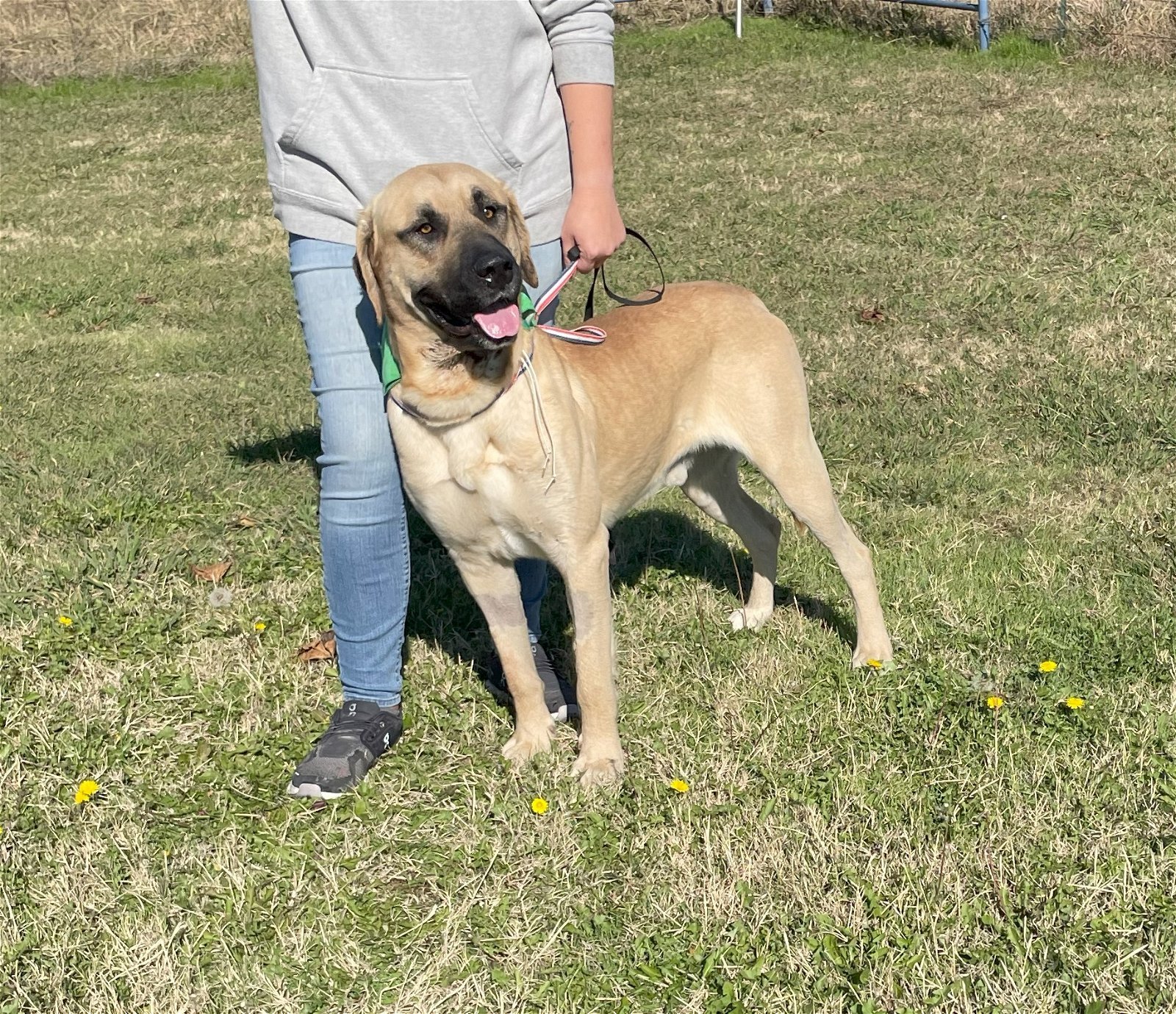 Bruno, an adoptable Boerboel in Whitewright, TX, 75491 | Photo Image 3
