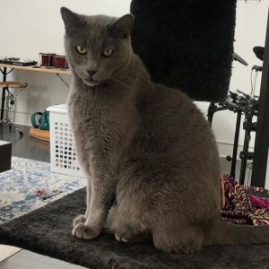 Wutang is a very beautiful cat who is extremely affectionate loves to cuddle and is very well-beha