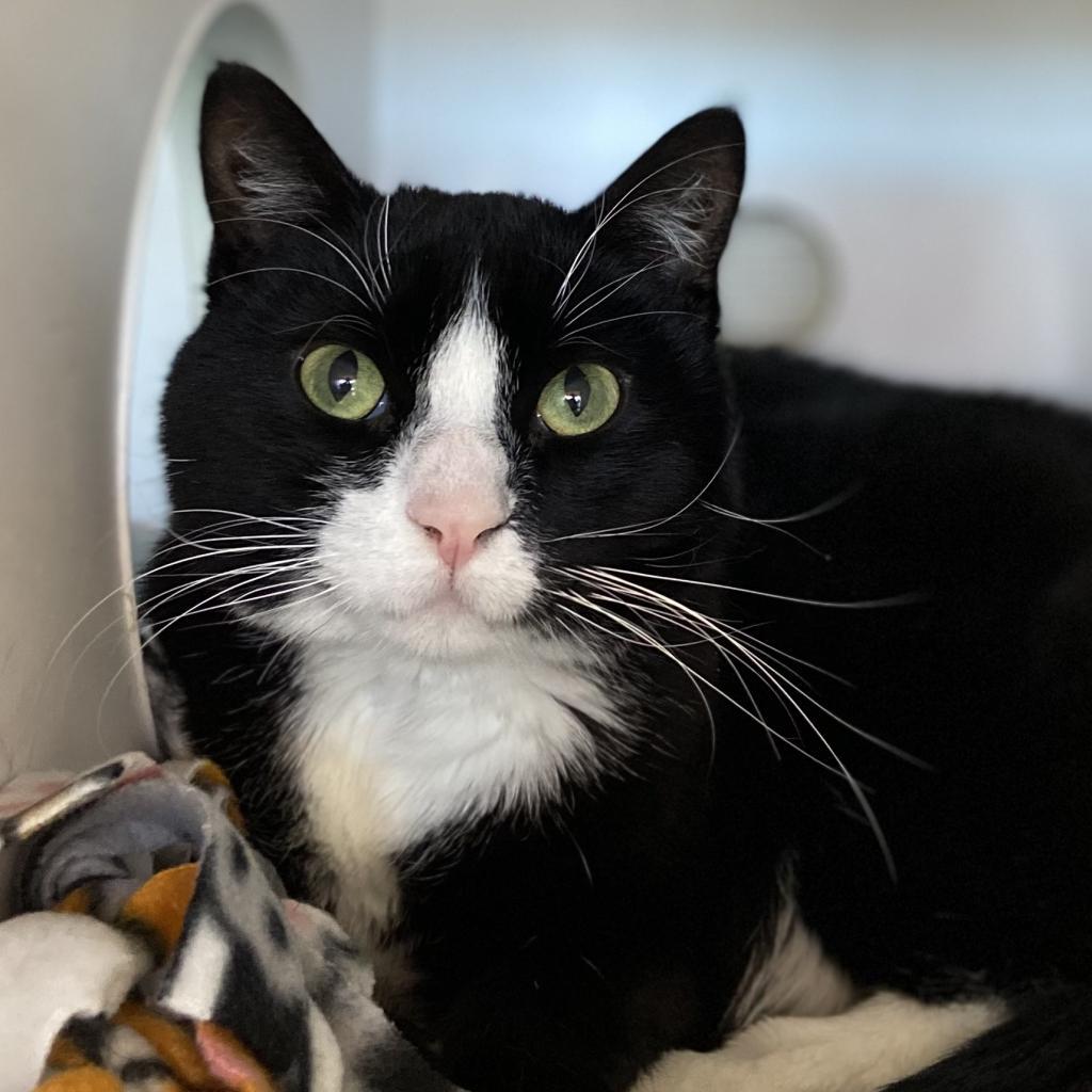 Oleander, an adoptable Domestic Short Hair in Salt Lake City, UT, 84106 | Photo Image 1