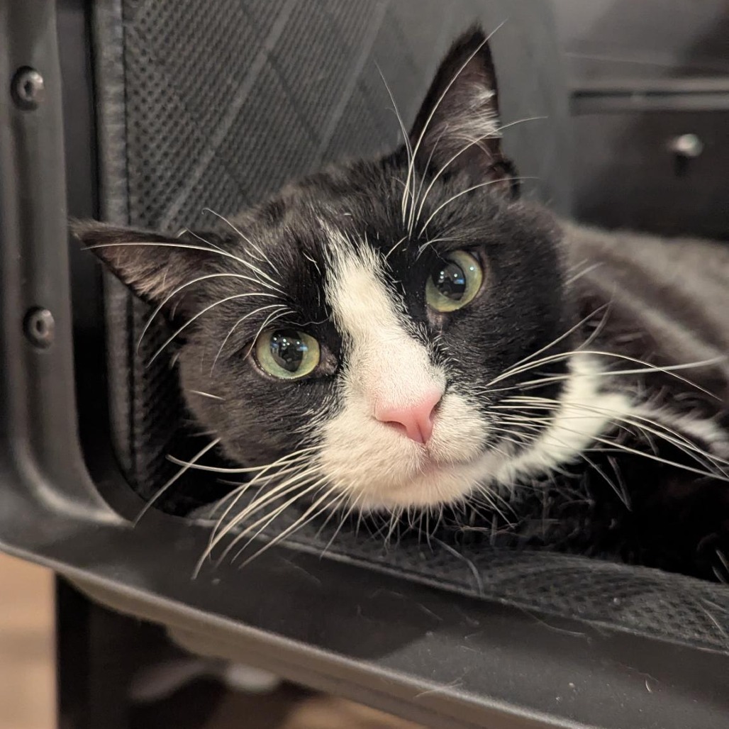 Oleander, an adoptable Domestic Short Hair in Salt Lake City, UT, 84106 | Photo Image 1