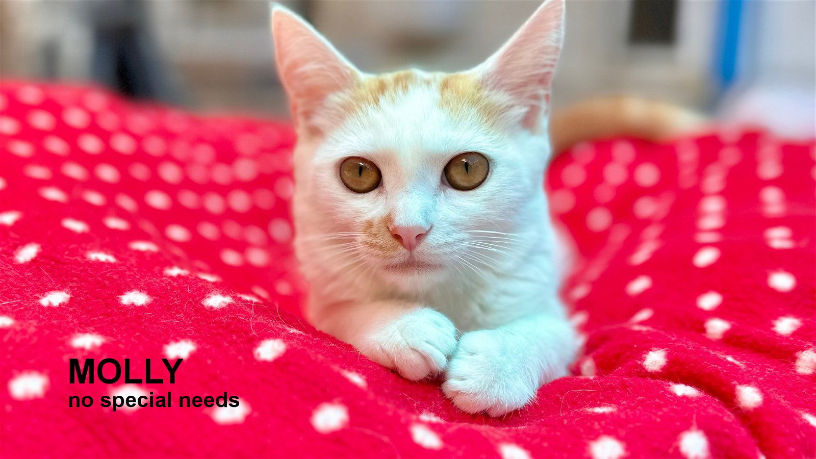 Molly, an adoptable Domestic Short Hair in Santa Rosa, CA, 95404 | Photo Image 1