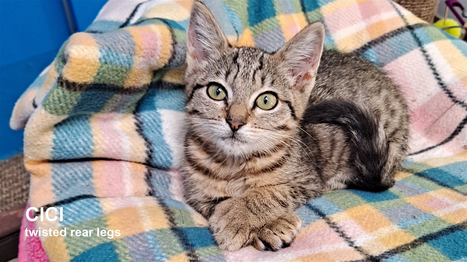 CiCi, an adoptable Domestic Short Hair in Santa Rosa, CA, 95404 | Photo Image 3