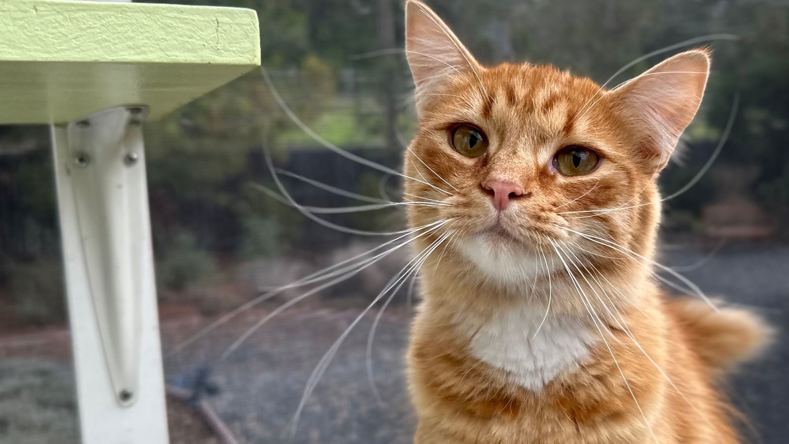 Sarge, an adoptable Domestic Long Hair in Santa Rosa, CA, 95404 | Photo Image 2