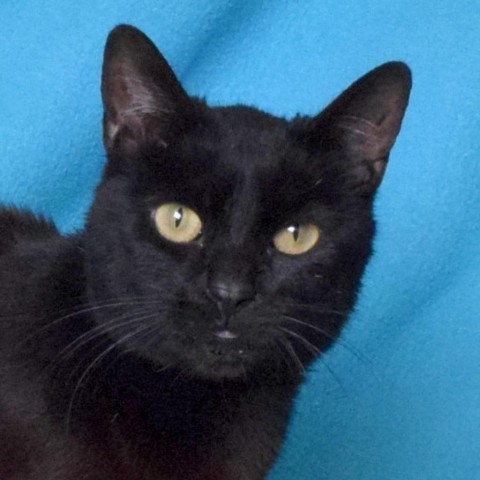 Snacky, an adoptable Domestic Medium Hair in Eureka, CA, 95503 | Photo Image 1