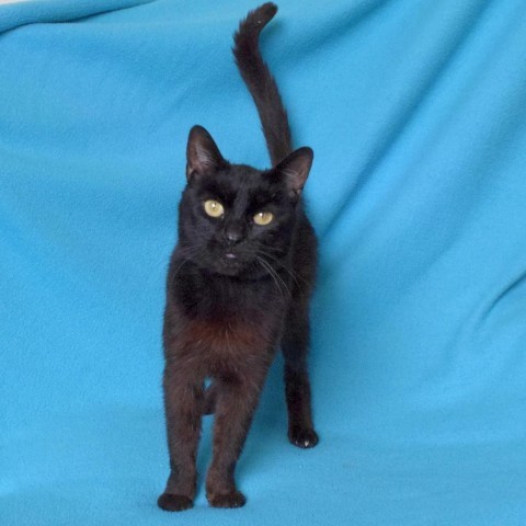 Snacky, an adoptable Domestic Medium Hair in Eureka, CA, 95503 | Photo Image 2