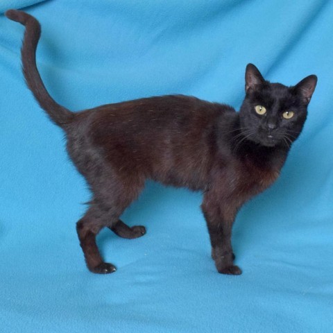 Snacky, an adoptable Domestic Medium Hair in Eureka, CA, 95503 | Photo Image 2