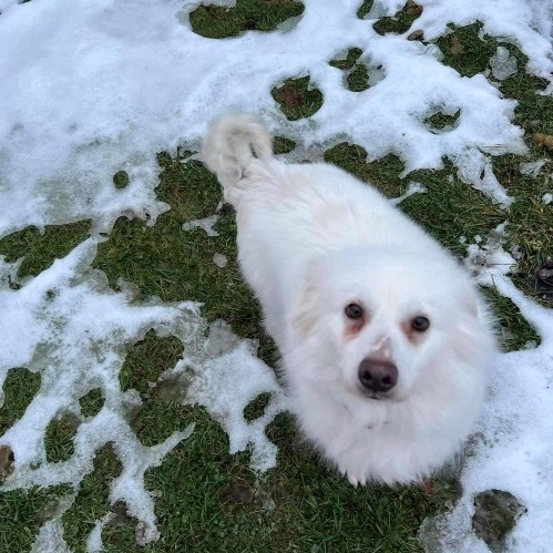 Petfinder american hot sale eskimo