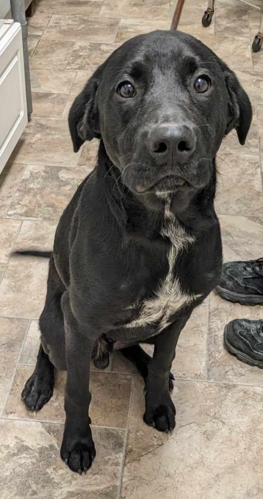 Sabastian, an adoptable German Shepherd Dog, Black Labrador Retriever in Gold Beach, OR, 97444 | Photo Image 1