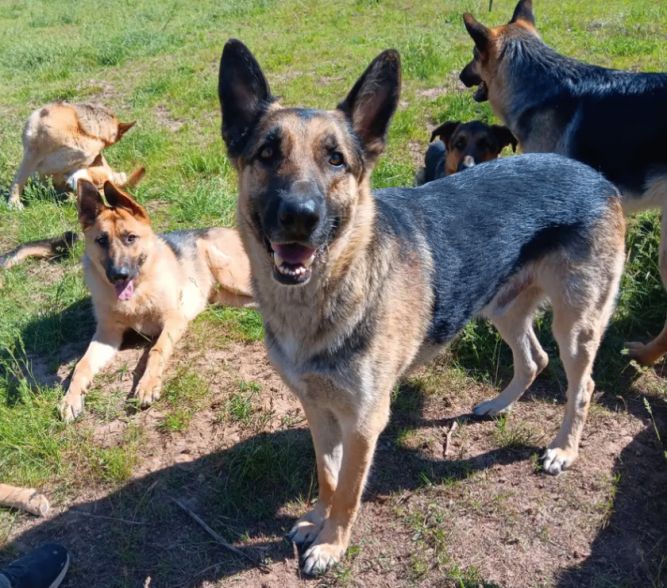 Dog for adoption - Arlo, a German Shepherd Dog in Goldendale, WA
