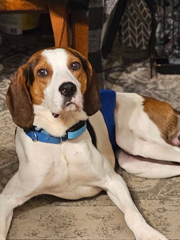 Checkers, an adoptable Treeing Walker Coonhound in Oswego, IL_image-2