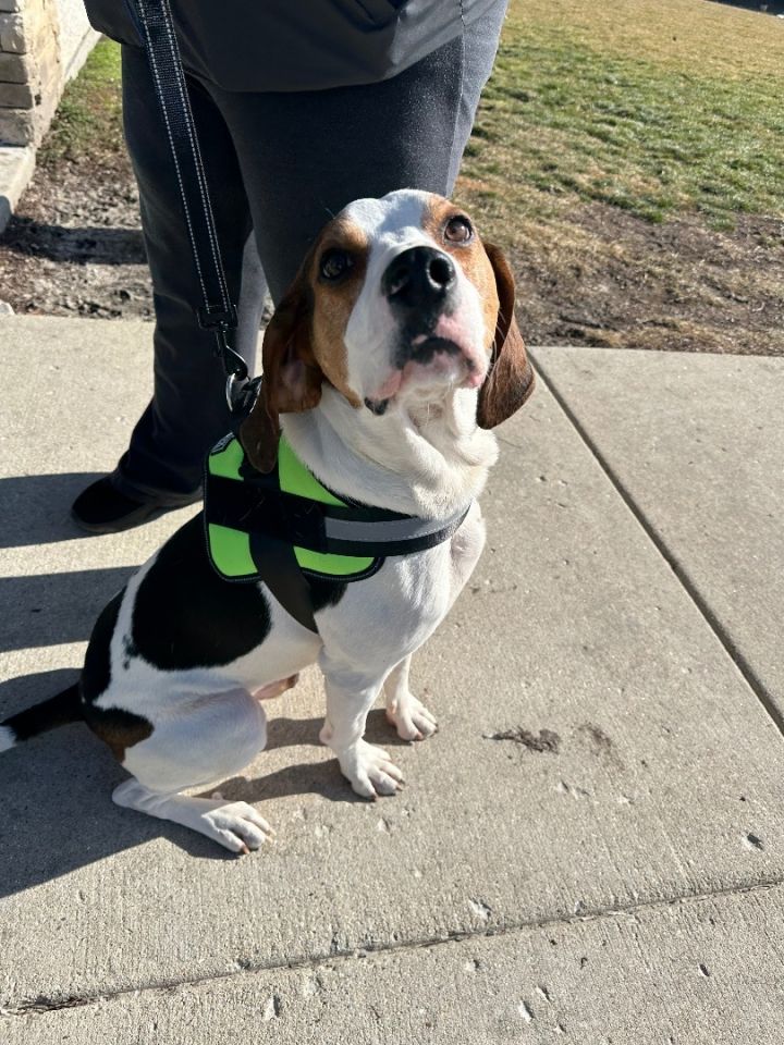 Checkers, an adoptable Treeing Walker Coonhound in Oswego, IL_image-4