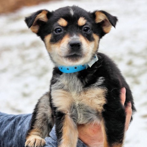 Bandana para hot sale blue heeler