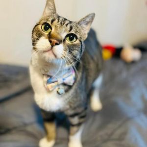 Duncan, Senior Male Domestic Short Hair