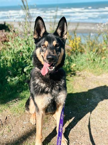 MAMBO, an adoptable German Shepherd Dog, Siberian Husky in McKinleyville, CA, 95519 | Photo Image 1