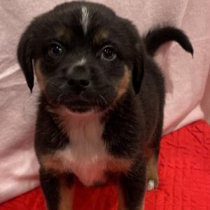 Ruff house hot sale rescue petfinder