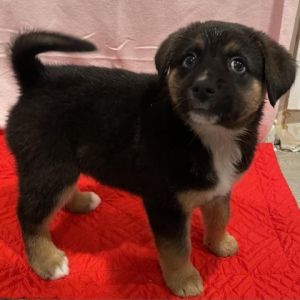 Ruff house sale rescue petfinder